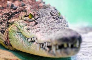 Crocodile head with toothy mouth and yellow eyes close up