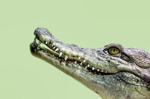 Crocodile head with toothy mouth and yellow eyes close up