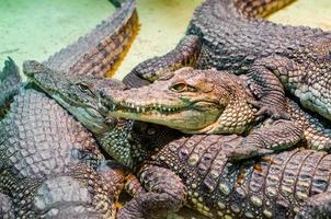Several alligator crocodiles, dangerous carnivorous reptiles close up
