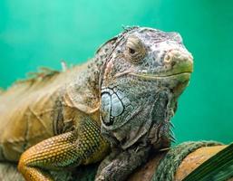 Big iguana on a green background close up