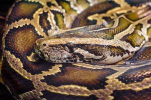 Big snake anaconda close up