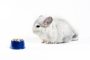 White chinchilla eats its food from a blue bowl on a white background photo