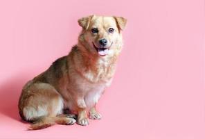 Joyful smiling mongrel red dog on a pink color background photo
