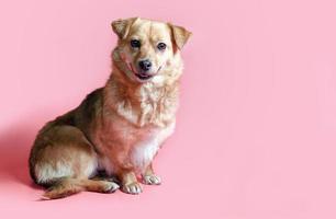 Joyful smiling mongrel red dog on a pink color background photo