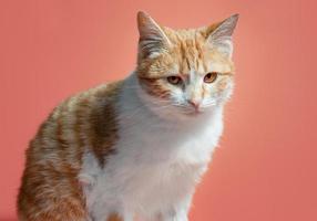 White-red cat on a coral color background looks with reproach photo