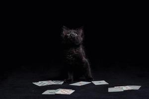 Little black kitten with playing cards against a dark background photo