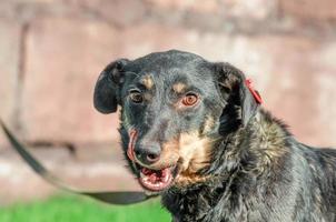 Black and tan mongrel dog on a leash licks his lips photo