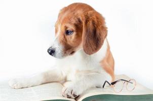 White-red-haired puppy with long ears lays on a large green paper book photo