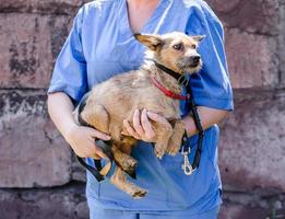 Woman in blue uniform of a veterinarian holds a small dog in her arms
