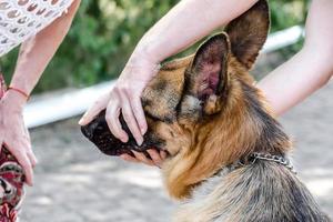 Handler shows teeth of a German Shepherd photo