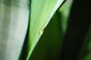 Drop of dew on a fresh green leaf of a plant, macro spring background photo