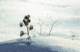 Flor seca en un ventisquero de invierno, clima frío de cerca de fondo foto