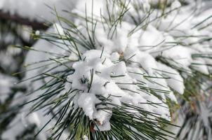 Snow-covered green branches of spruce, close up nature cold winter background
