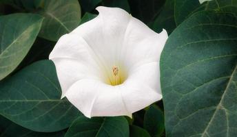 Flor blanca delicada y hojas verdes de cerca, fondo de flora de jardín