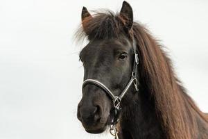 Hermoso semental de caballo islandés negro