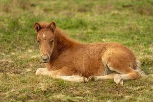 Cute chestnut colored Icelandic horse foal