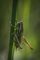 Large green grasshopper in sunlight photo