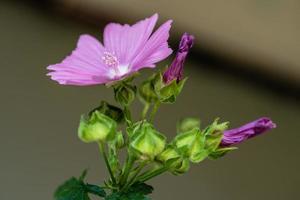 Close-up of a pink mallow flower photo