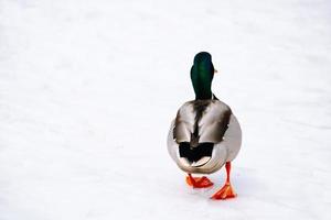 Wild mallard in winter. Duck walks in the snow. photo