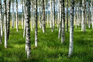 Summer view of birch trees with green grass photo