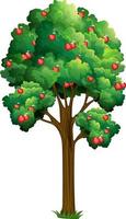 Apple tree isolated on white background vector