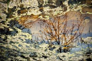 A tree reflected on water surface. A puddle with reflections on water surface. photo