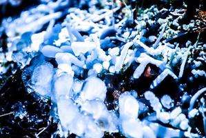 Dry stems covered with ice photo