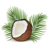 3D realistic vector set of coconut and palm leaves