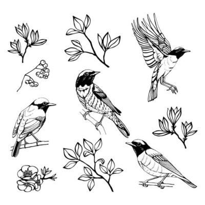 Hand drawn set of birds and flowers. Outline drawing. Vector illustration. Black and white.