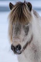 Close-up of a light brown Icelandic horse photo