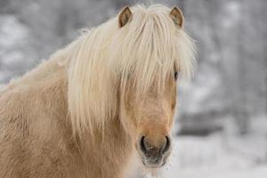 Palomino-colored Icelandic horse