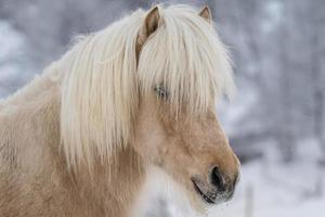 Close-up portrait of a light brown Icelandic horse
