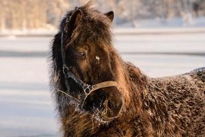Dark brown horse in the snow