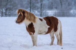 Pinto  Icelandic horse standing in snow photo