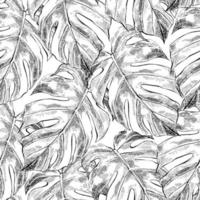 Seamless pattern with monstera leaves in sketch style vector