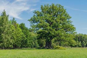 Oak tree in a green field