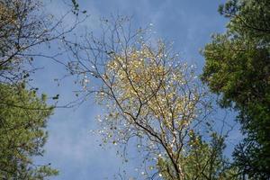 Landscape with a view of treetops against a cloudy blue sky photo