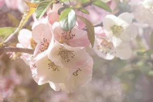 Close-up of chaenomeles japonica, or Japanese quince or Maule's quince flowers with a blurred background photo