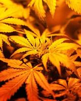 Cultivation of marijuana under artificial light, cannabis indoors. photo