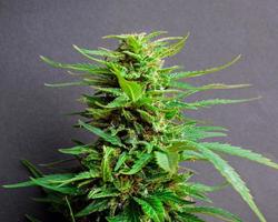 Hermoso cogollo de marihuana verde, primer plano de la planta de cannabis. foto