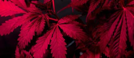 Marijuana under LED lilac lighting, cannabis leaves background. photo