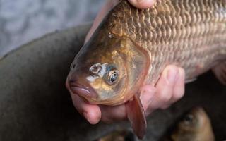 Carpa cruciana viva en primer plano de las manos, cocinando pescado foto