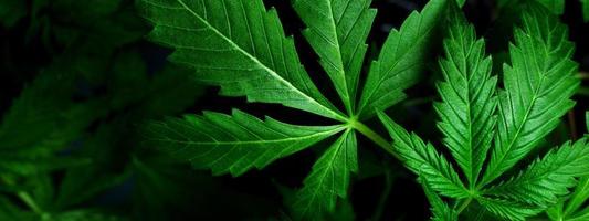 Background of juicy green marijuana leaves, cannabis plant on dark. photo