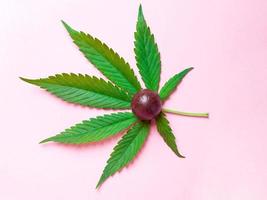 Marijuana leaf and sweet candy on pink background, cannabis food.