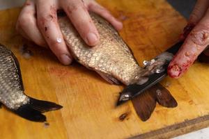 Freshwater fish cleaning, butchering carp with a knife. photo