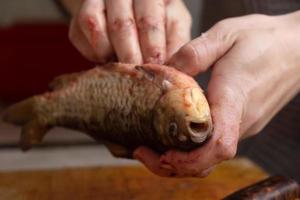 proceso de limpieza y corte de pescado vivo fresco. foto