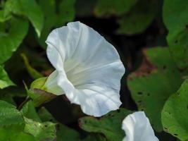 Big white flower of common bindweed, Convolvulus arvensis, in an English hedgerow photo