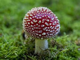 Primer plano de un hongo agárico de mosca Amanita muscaria foto