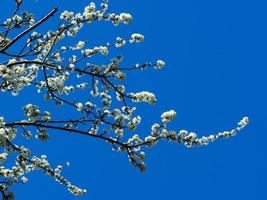 Flor de endrino blanco en las ramas contra un cielo azul foto