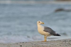 Yellow-legged Gull - Larus michahellis, Crete, Greece